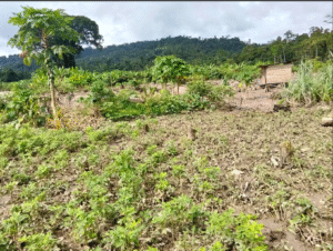 Screenshot 2025 10 10 070435